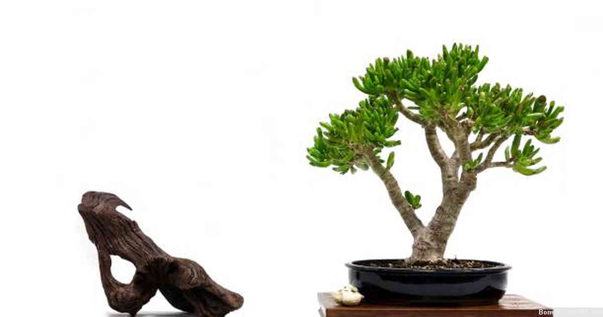 Displaying Your Beautifully Trained Ficus Bonsai Tree