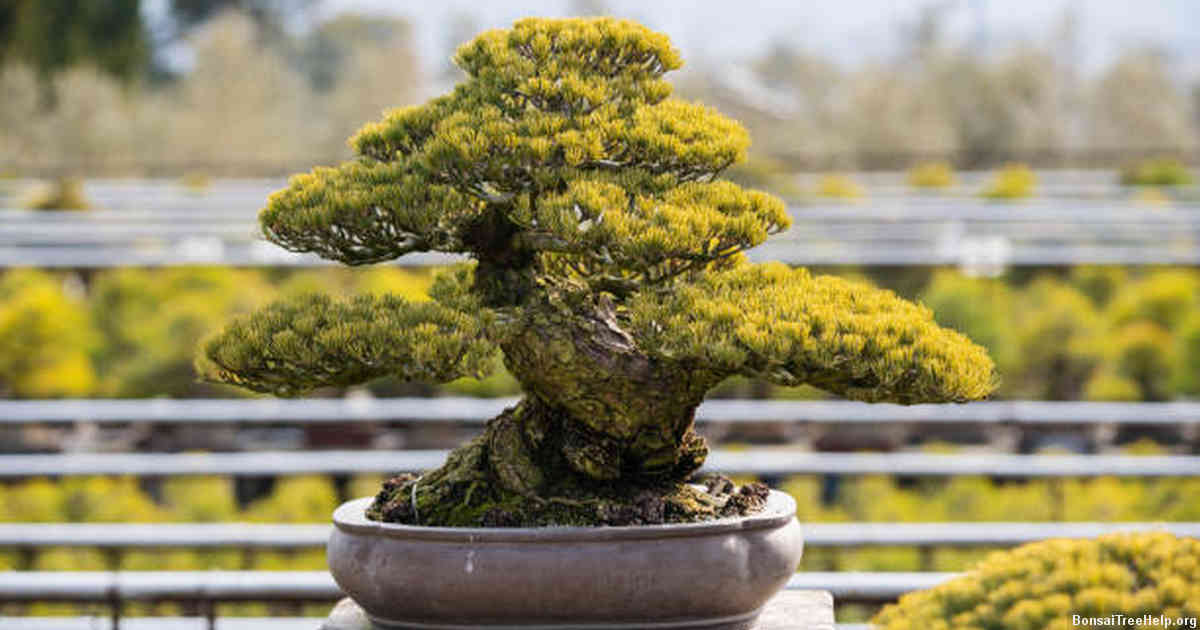 Displaying Your Finished Bonsai with Unique Containers and Creative Positioning