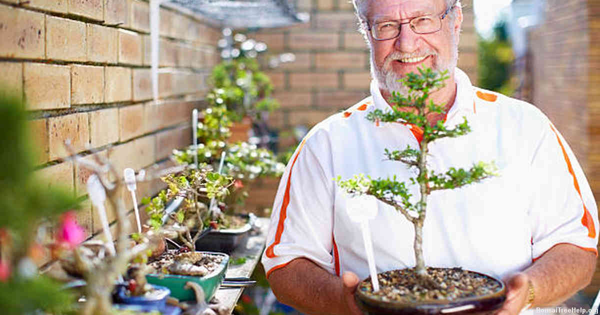 distinguishing between indoor and outdoor bonsai pots