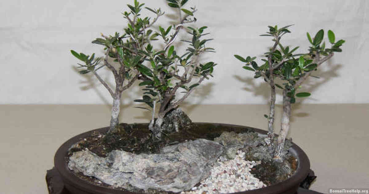 Do Bonsai trees need plant food?