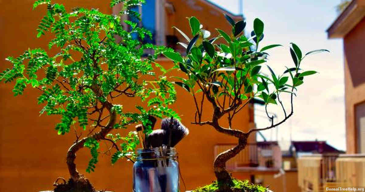 Does a bonsai tree need sun?