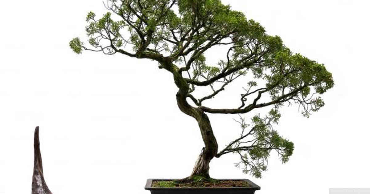 Early Concepts and Techniques Used in Cultivating Bonsai Trees