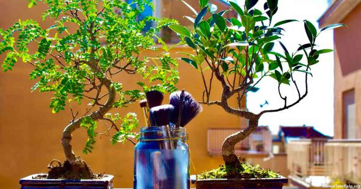 Effects of Syconium Removal on the Health and Growth of Ficus Bonsai