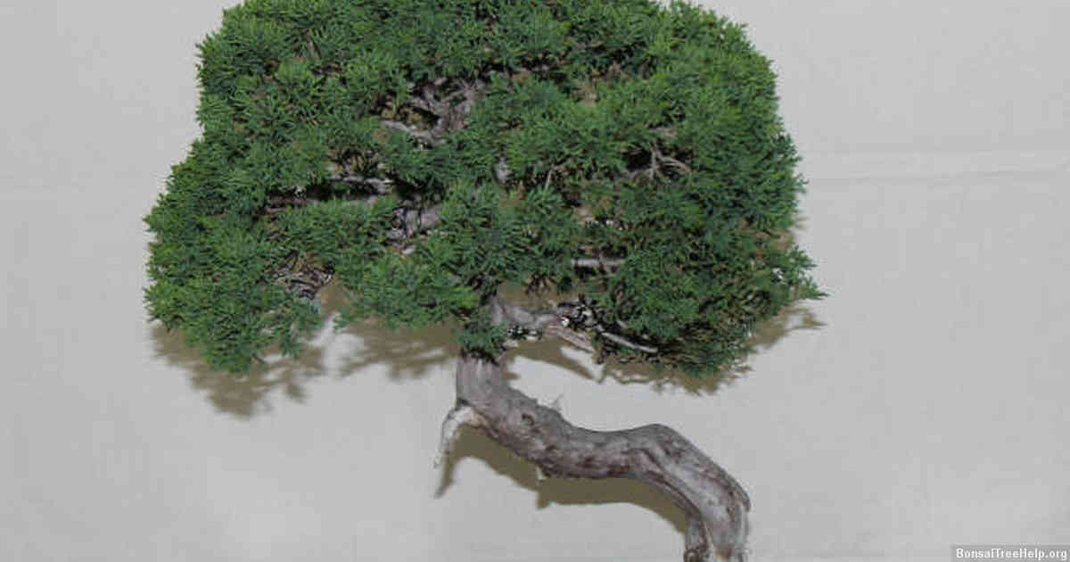 Efficient Ways to Procure Tools for Bonsai Cultivation