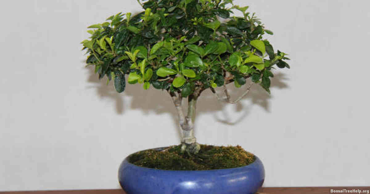Environmental factors that affect Chinese elm bonsai health
