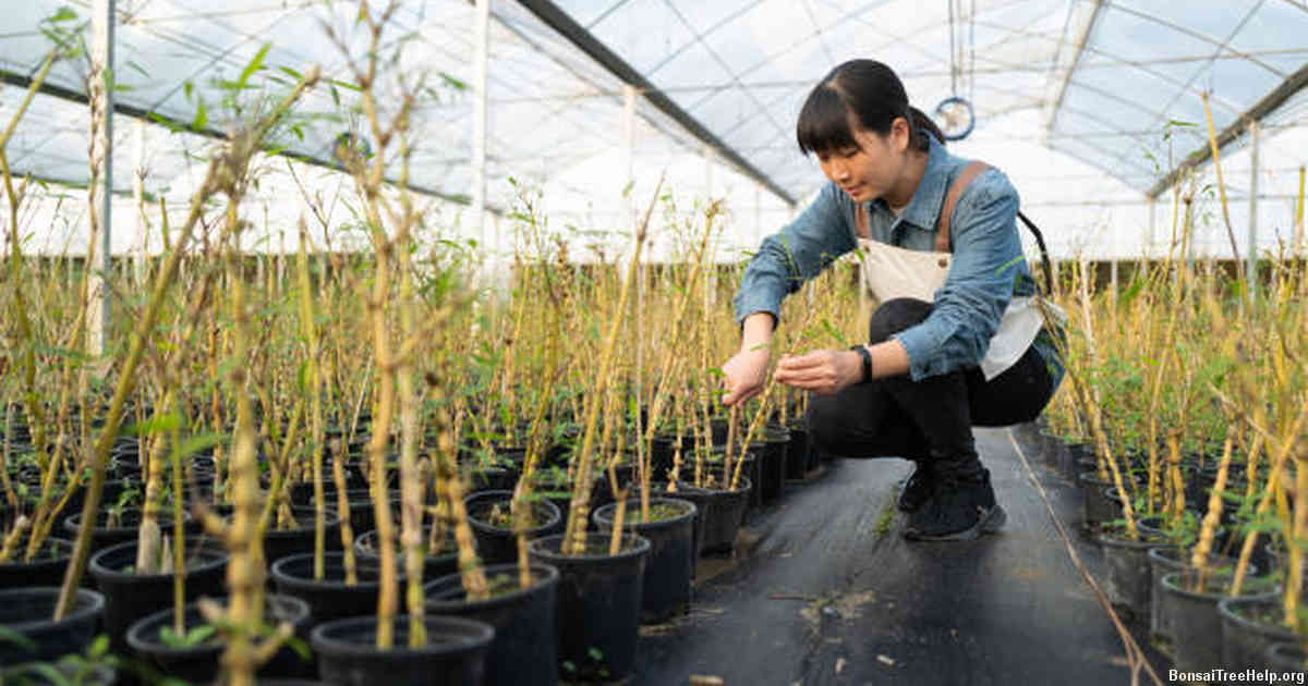 Essential Components for a Balanced Bonsai Potting Mix