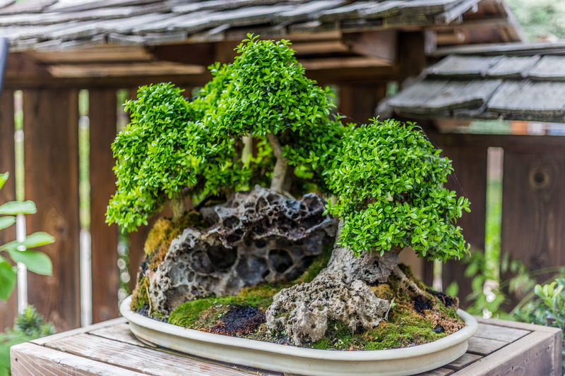 Essential Tools for Training a Bonsai: What You Need to Get Started