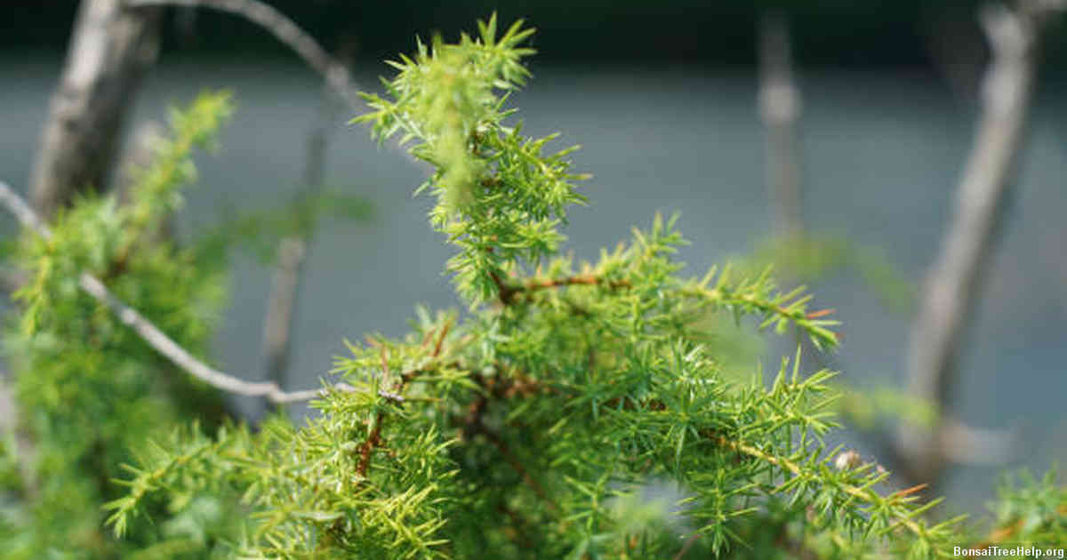 Examining Environmental Factors that Attract Bugs to Bonsai Trees