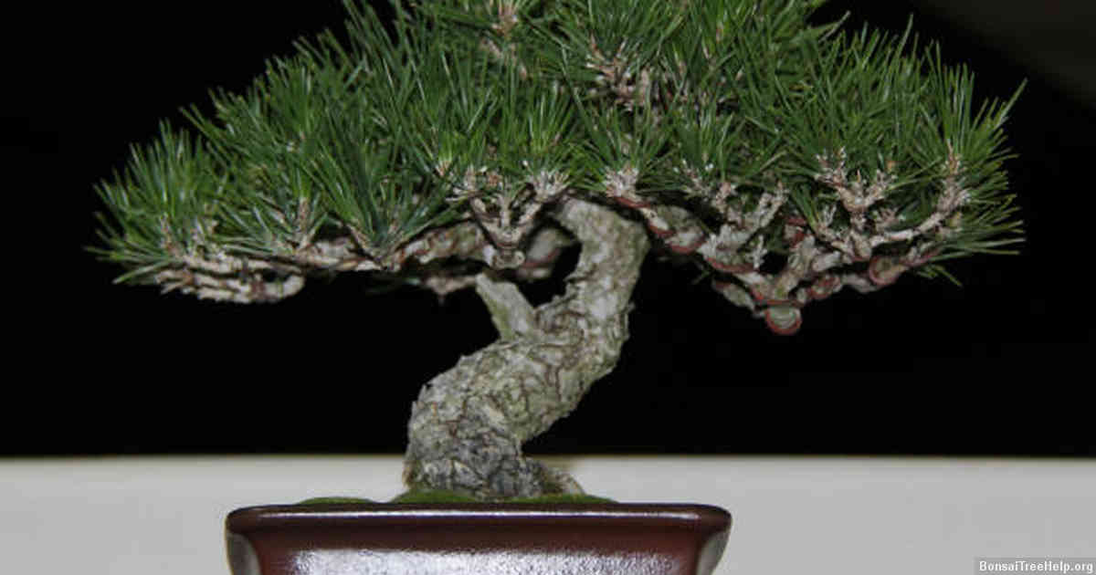 Examining Your Bonsai’s Age and Health
