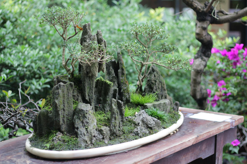 Exploring Possible Themes in “Bonsai