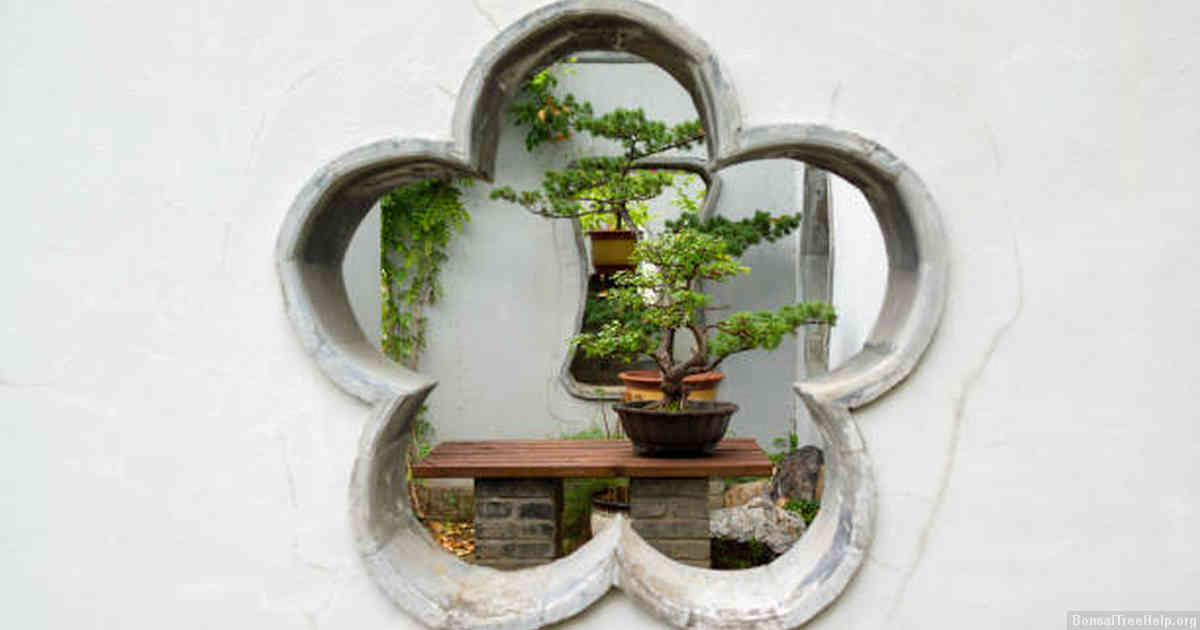 Exploring the Concept of Patience and Perseverance with Bonsai Cultivation