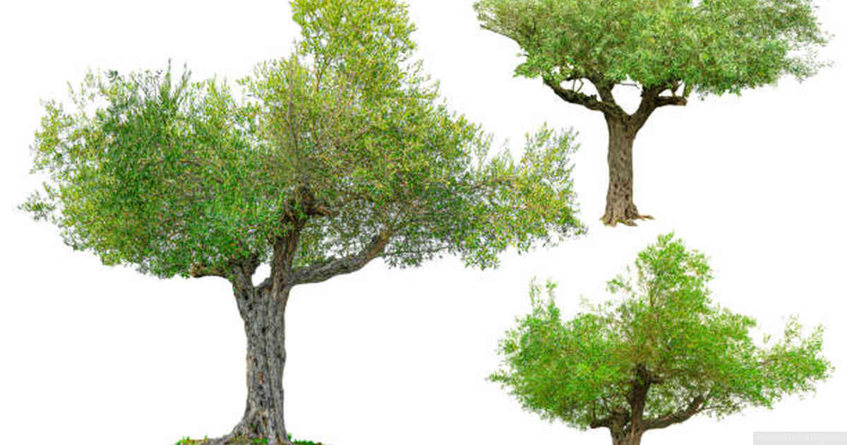 Factors Affecting Bonsai Tree Health