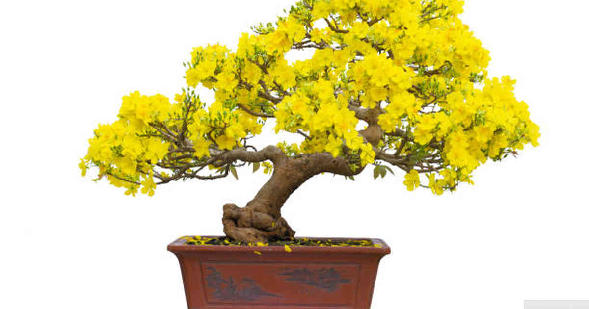 Factors Affecting Bonsai Tree Nutrition and Health