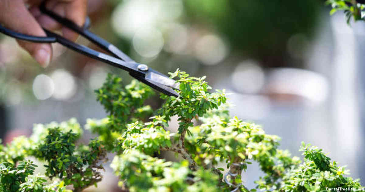 Factors Affecting the Growth of Bonsai Trees
