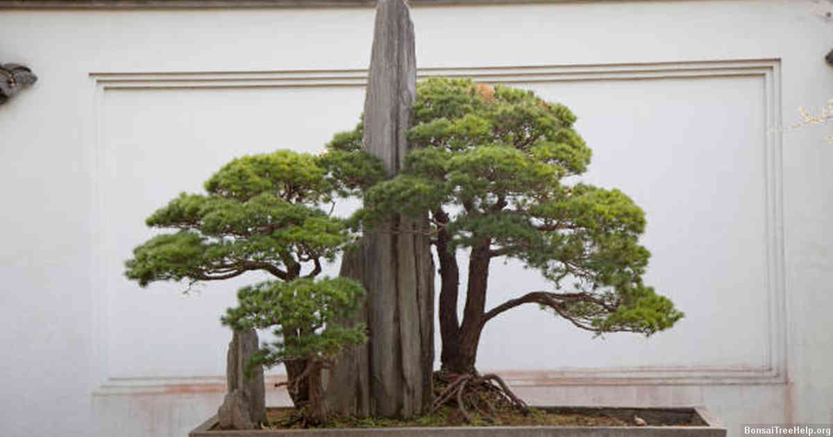 Factors Influencing the Decision to Create a Bonsai
