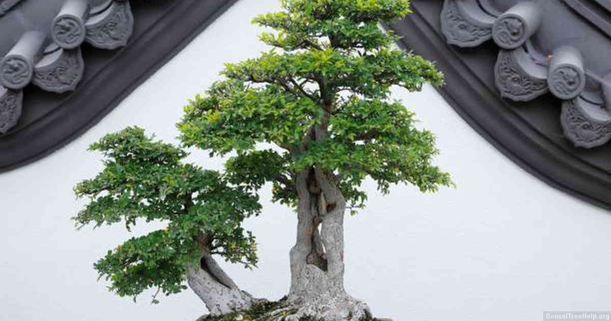Factors that affect a bonsai’s root system growth
