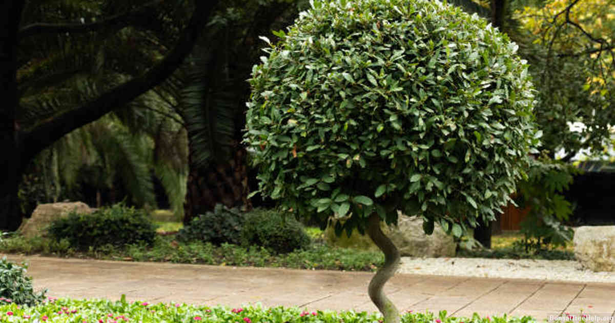 Factors that Determine the Growth of Bonsai Trees