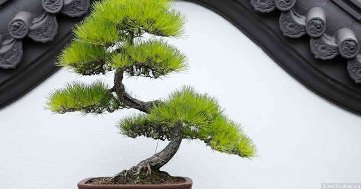 Factors That Determine the Health of Your Bonsai Tree