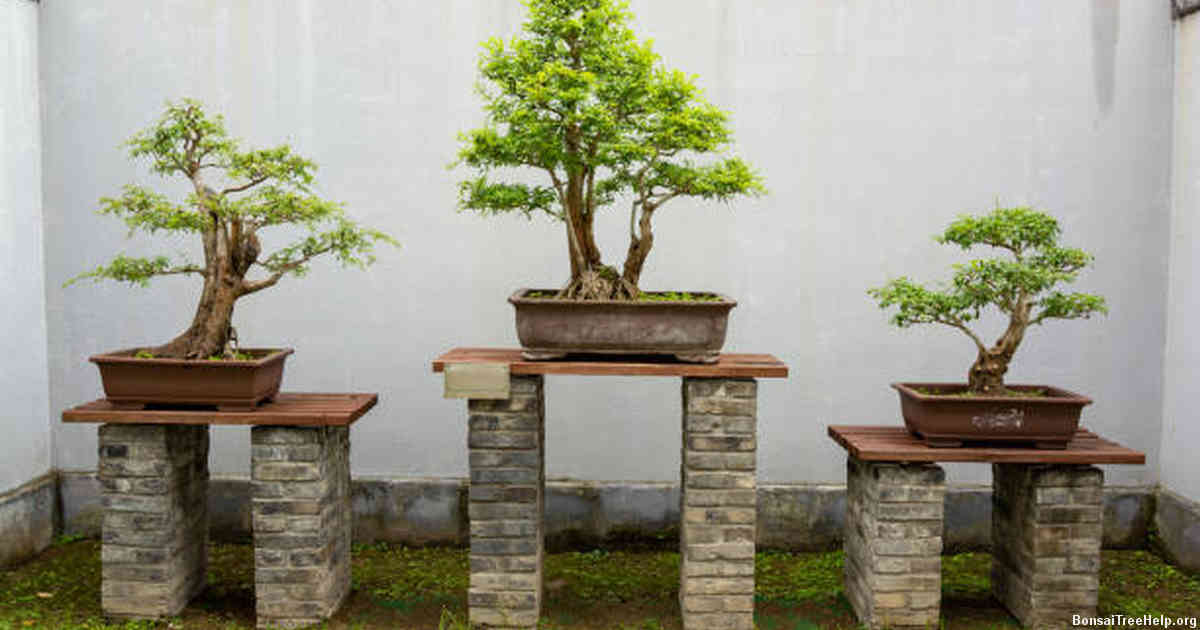 Factors that influence bonsai seed germination