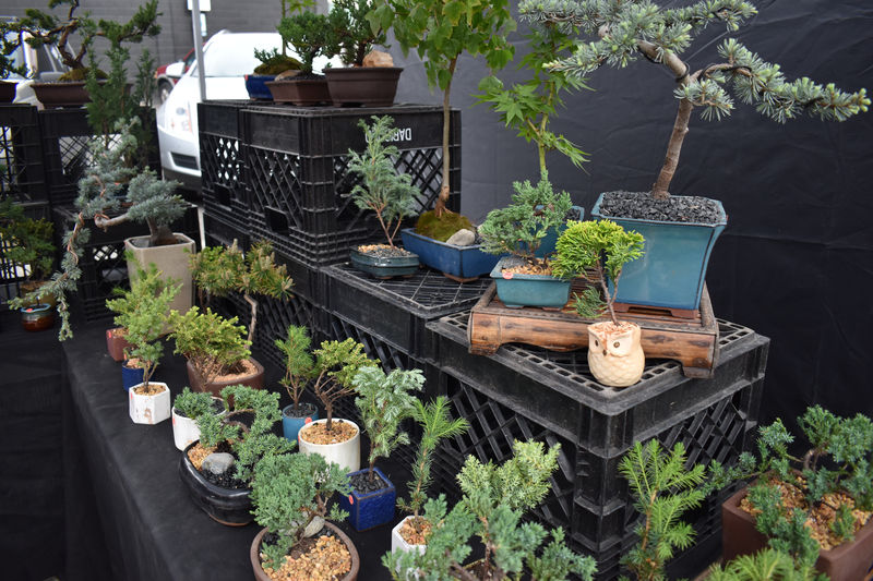 Factors That Influence the Speed of Bonsai Tree Growth