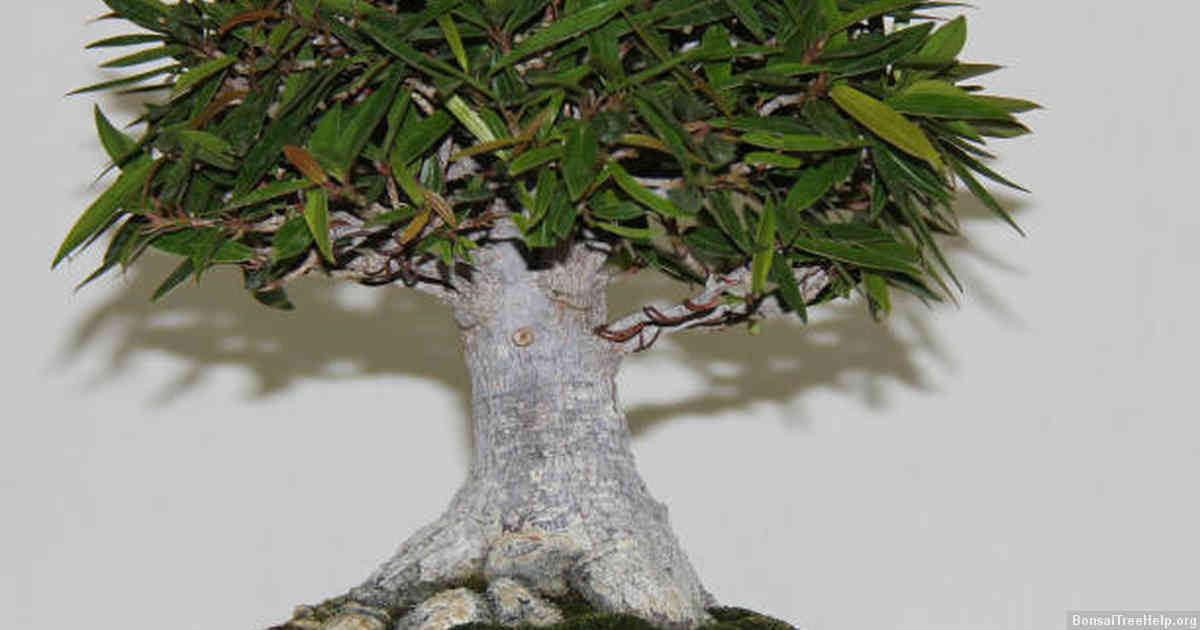 Factors That May Affect How Often You Need to Water Your Bonsai Bougainvillea