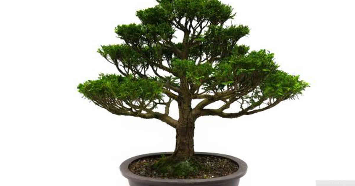 Factors to Consider Before Bonsai Tree Selection