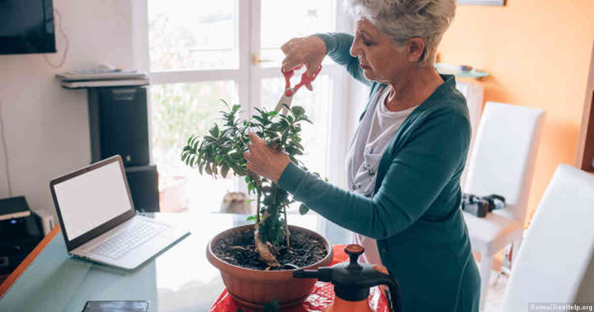 Factors to Consider Before Cutting Your Bonsai