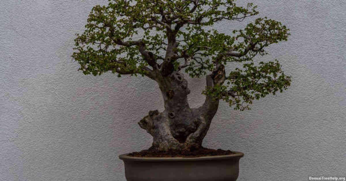 Factors to consider before deciding on a spot for your bonsai