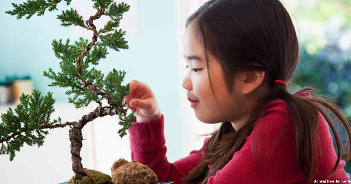 Factors to Consider Before Deciding to Prune Your Bonsai Tree