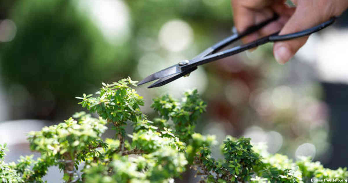 Factors to consider before planting bonsai seeds