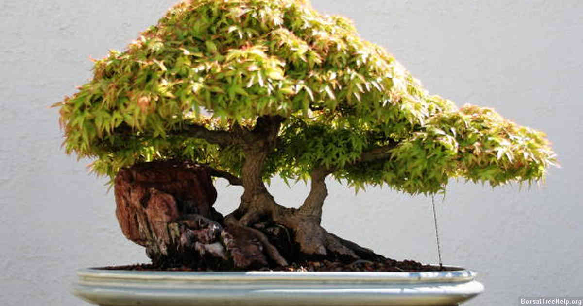 Factors to Consider Before Using Severely Damaged Trees for Bonsai
