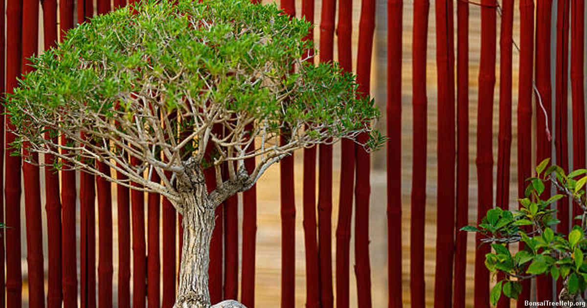 Factors to Consider Before Wiring Your Ficus Bonsai