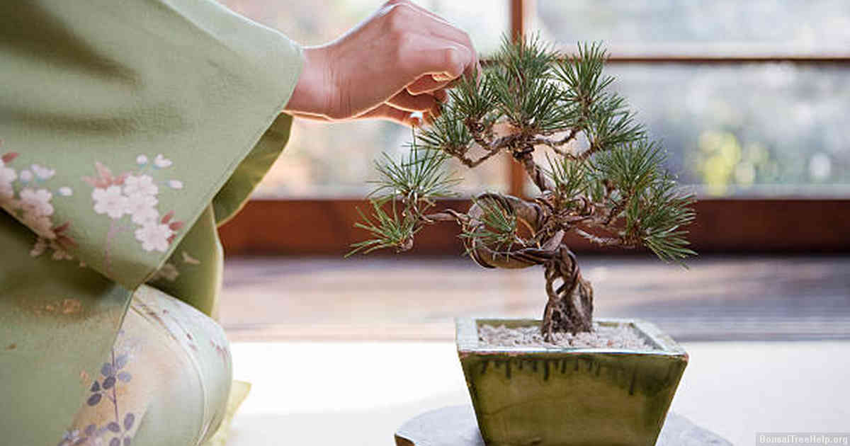 Factors to Consider When Selecting a Container for your Marijuana Bonsai Plant