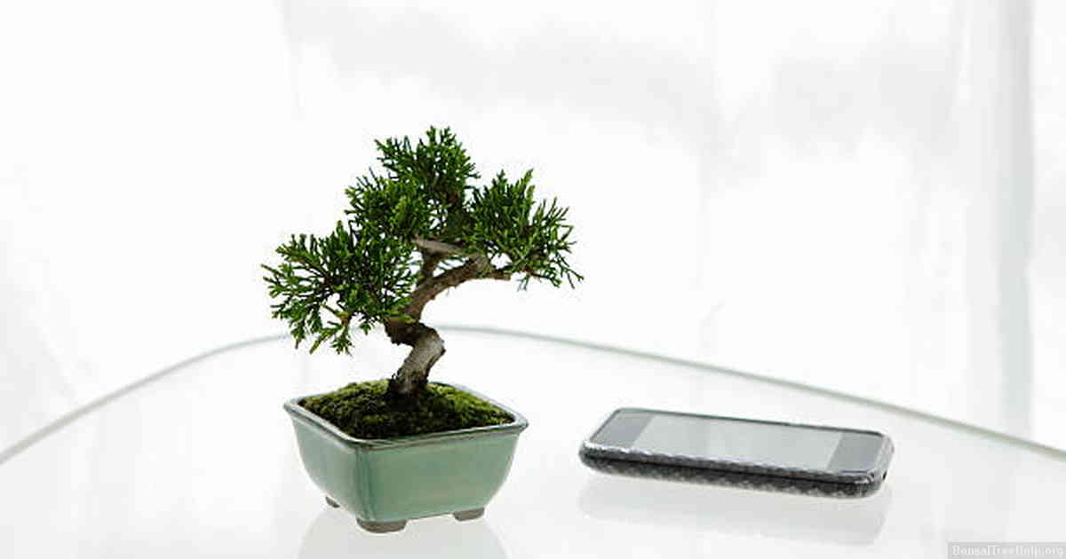 Features of a Bonsai Tree