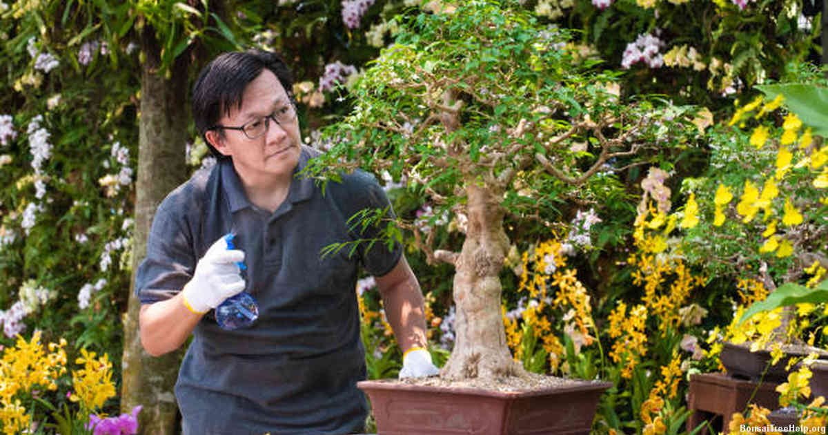 Feeding Your Bonsai: Fertilizers and Nutrient Supplements