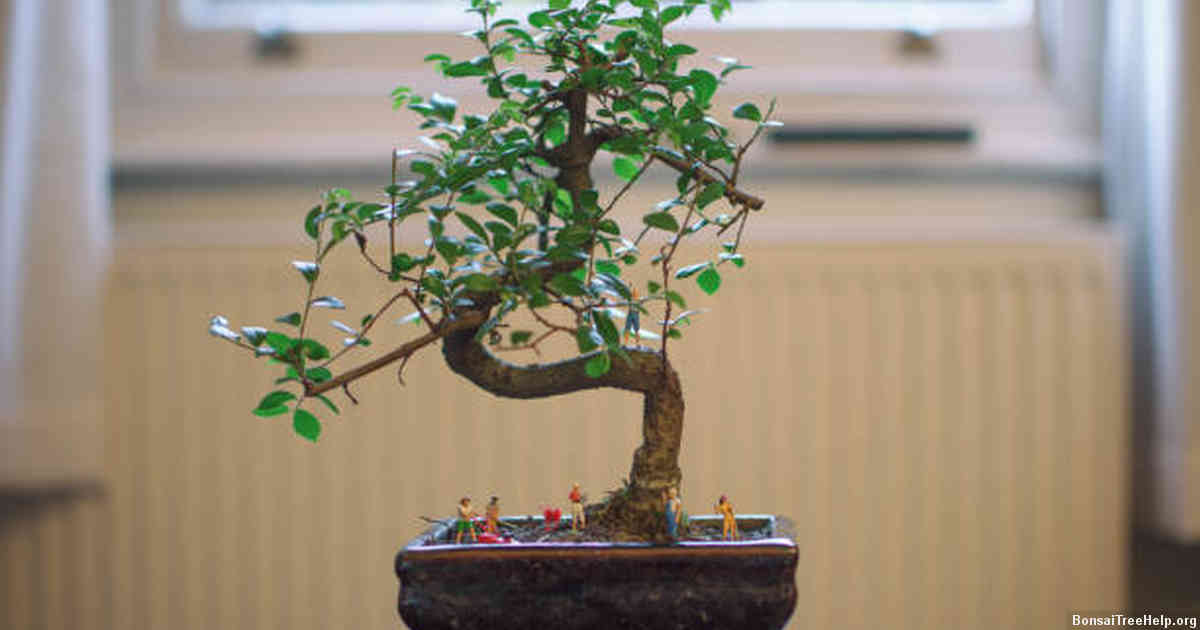Fertilization and feeding options for your miniature tree