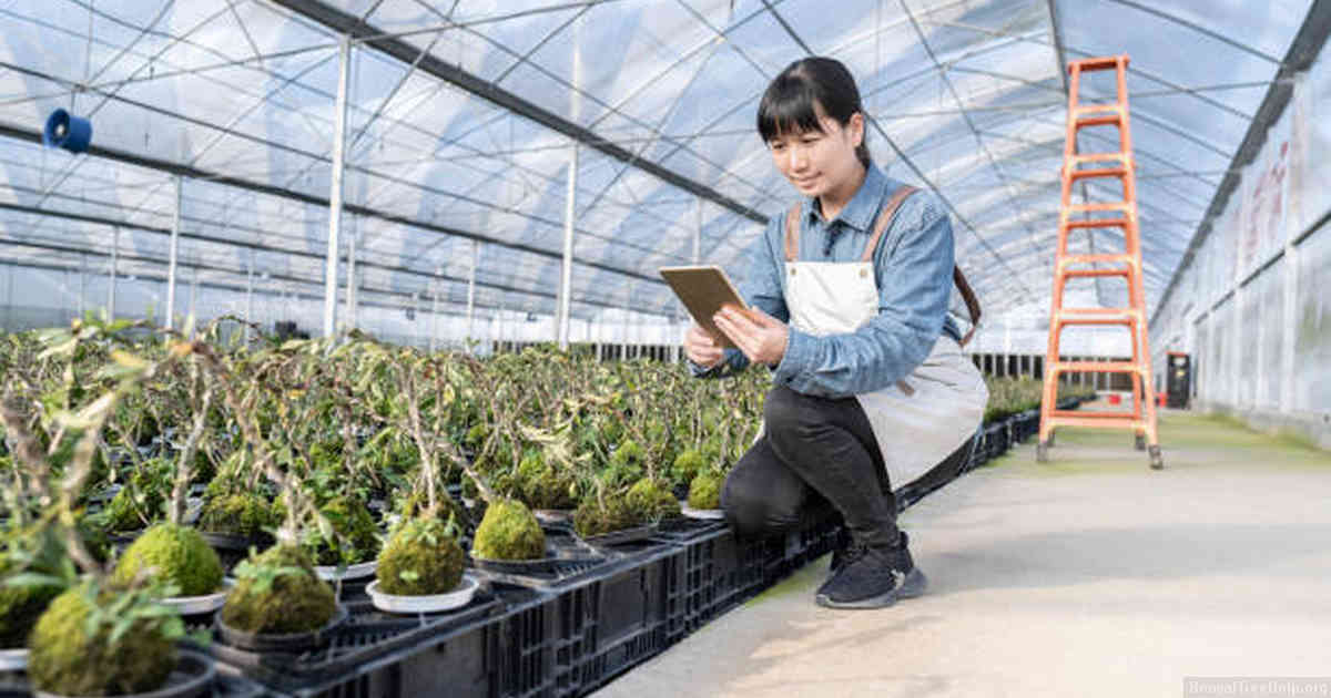 Fertilizing Techniques: Strengthening Your Bonsai’s Health