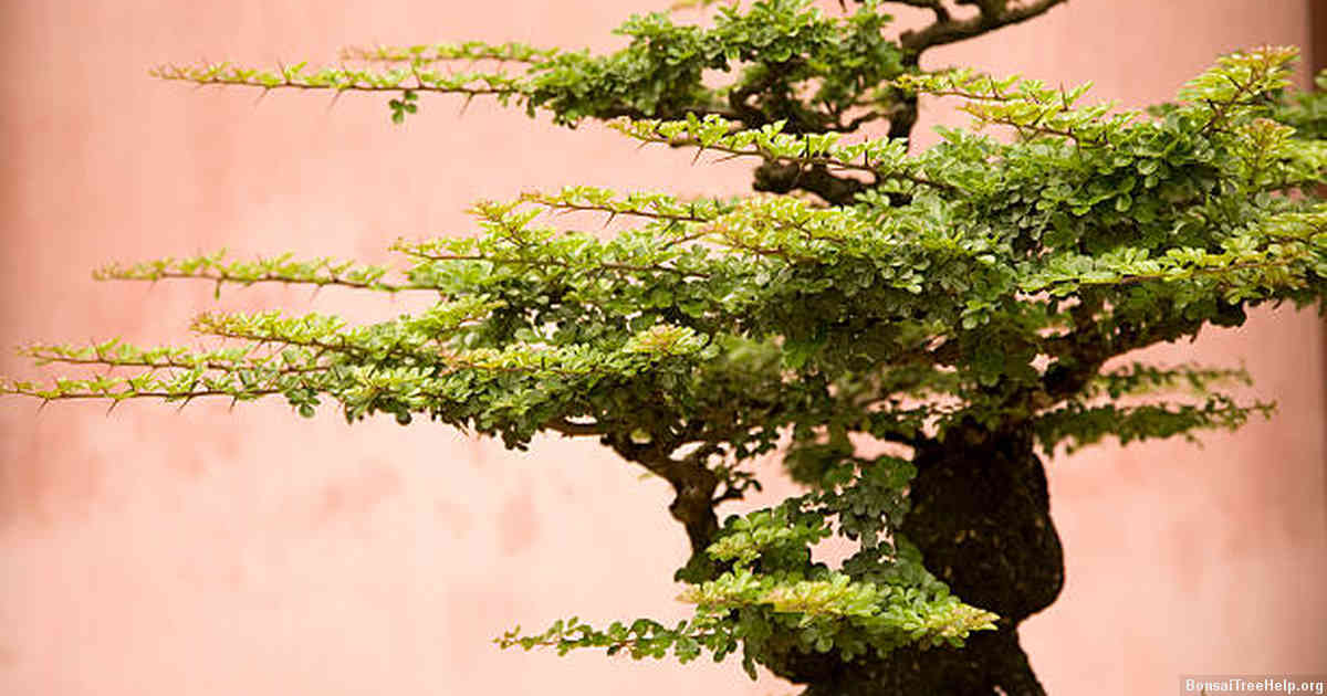 Fertilizing your bonsai