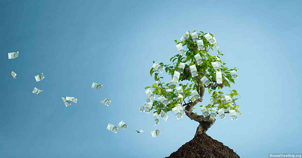 Final Verdict on Whether Money Trees are Technically Considered as Bonsais