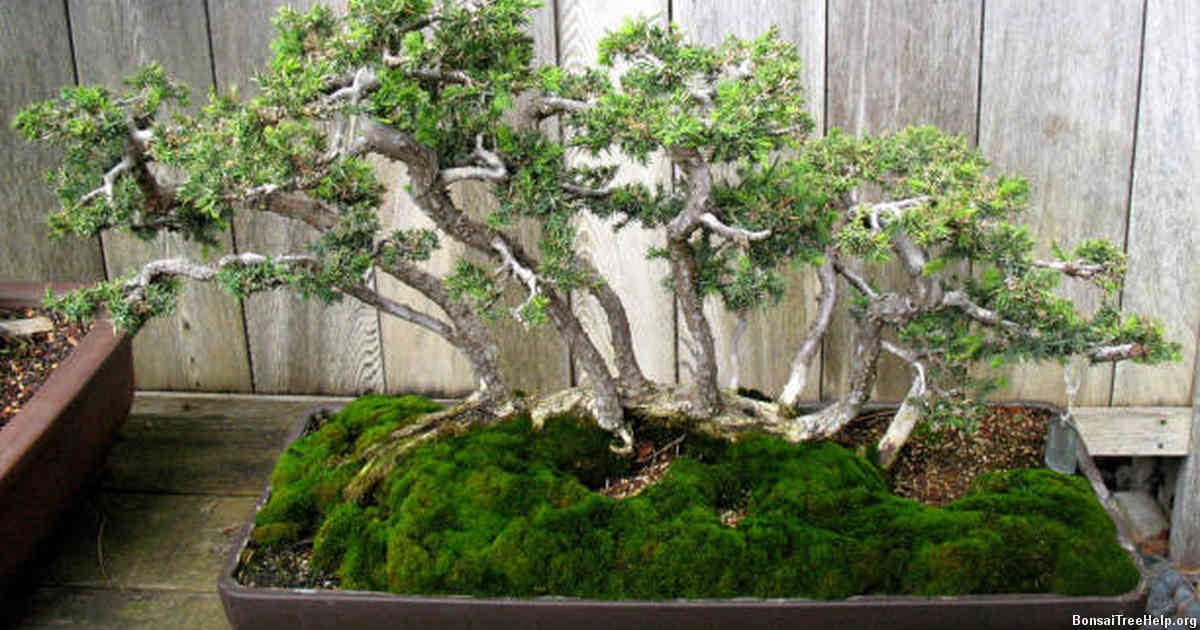 Finding the Right Spot for Your Bonsai