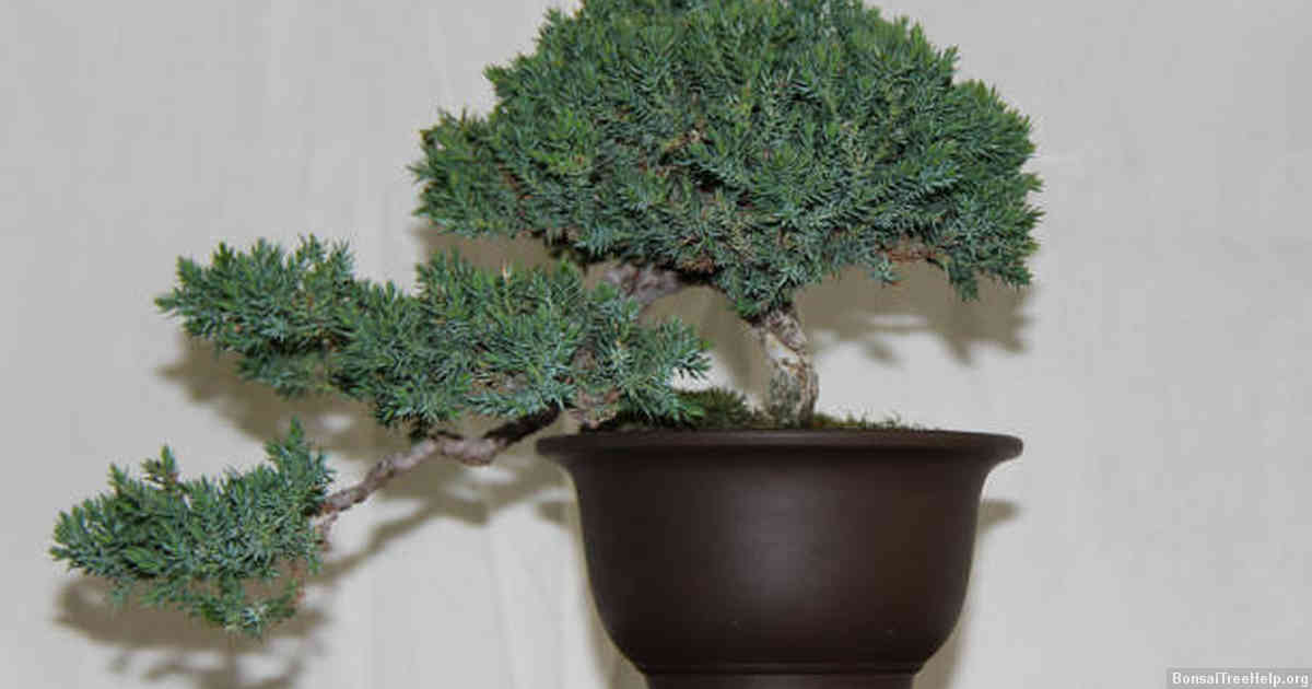 Hardy Bonsai Trees Recommended for Outdoor Zone 6