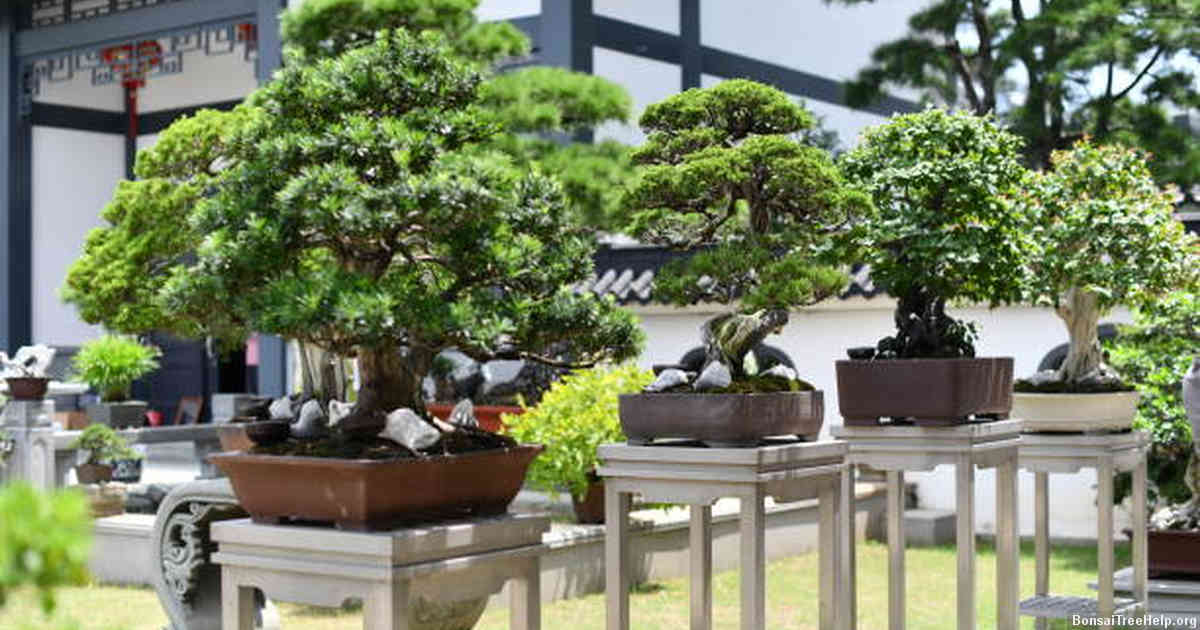 Historical Examples of Ancient Bonsai that Have Survived Through Many Generations