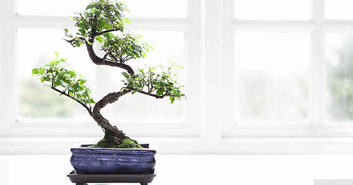 How big of a pot do you need for a bonsai?