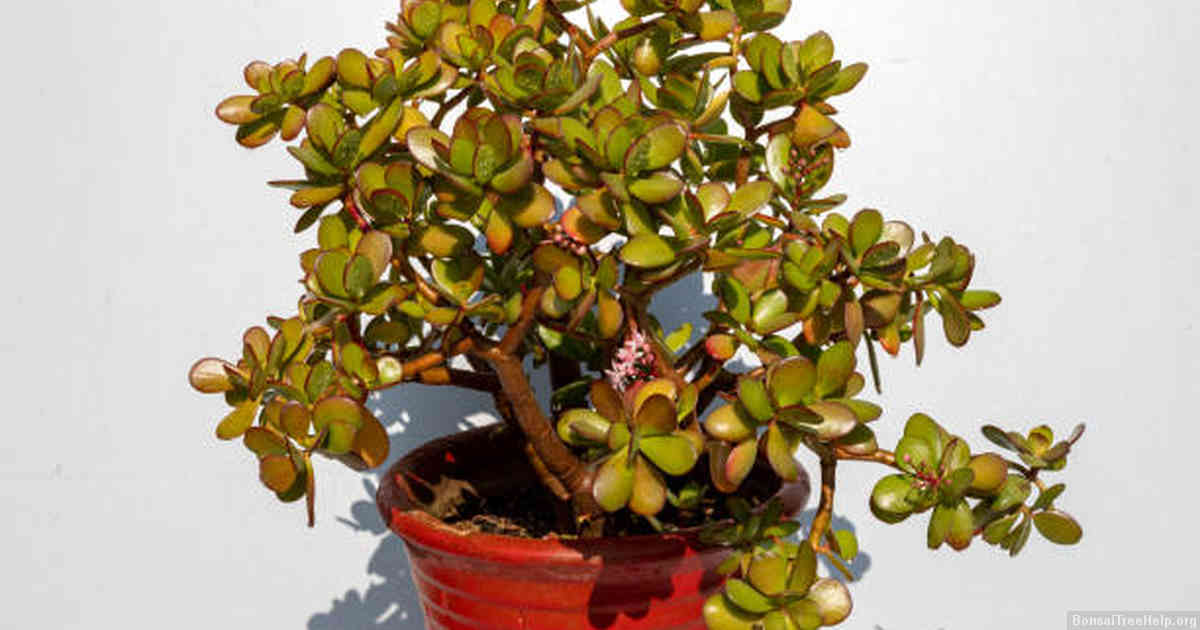 How do I add moss to a bonsai?