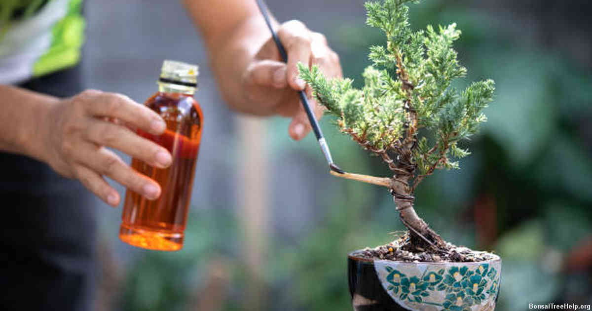 How do I bonsai a pine tree?