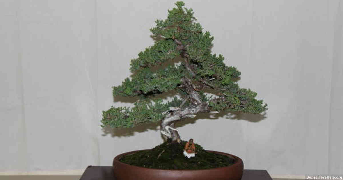 How do I bonsai a redwood?
