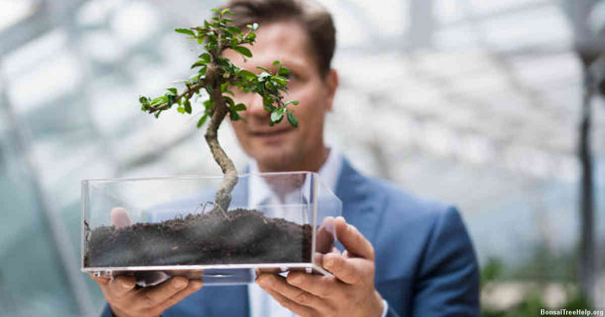 How do I care for an outdoor bonsai tree?