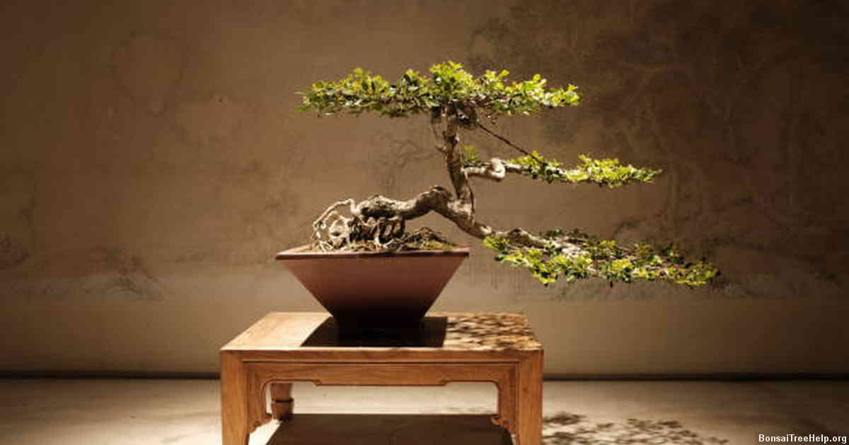 How do I clean a bonsai trunk?
