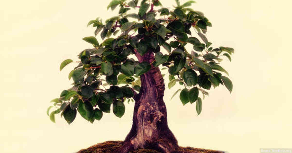 How do I draw a bonsai?
