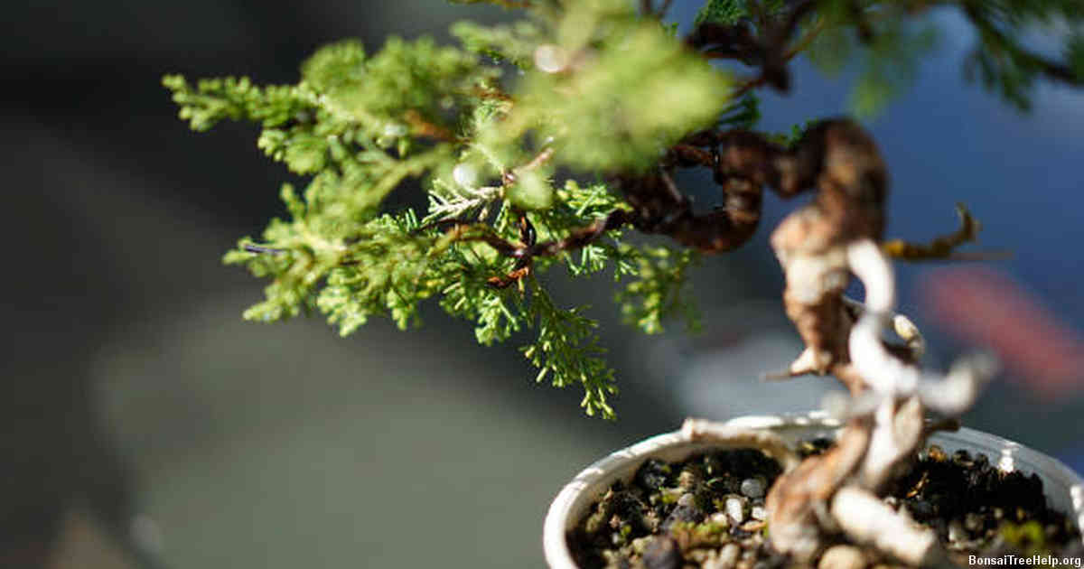 How do I grow a bonsai pine tree?